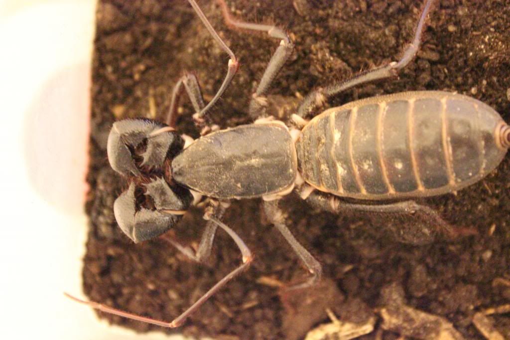 Breeding Giant Vinegaroons Arachnoboards